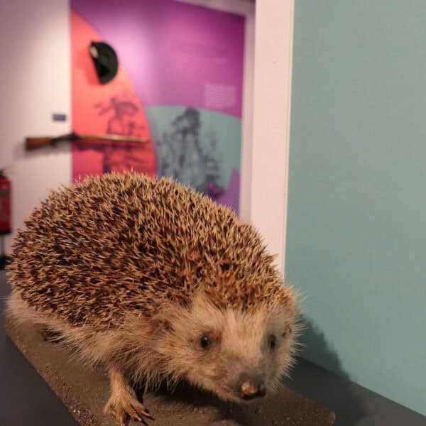 Ausstellung Hase und gel